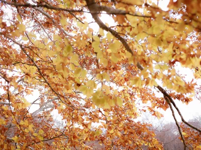 Prognoza meteo pentru luna noiembrie (sursa: Pexels/Nati)