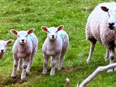 Războiul din Iran afectează exportul de ovine (sursa: Pexels/Lens of life photography)