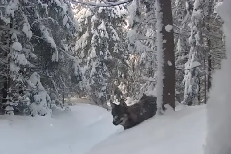 Lupi după pradă în Munții Apuseni (sursa: Facebook/Parcul Natural Apuseni)