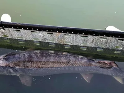 Interzis la pescuit, sturionul sălbatic braconat se vinde la liber în restaurante în Deltă (sursa: Poliția de Frontieră)