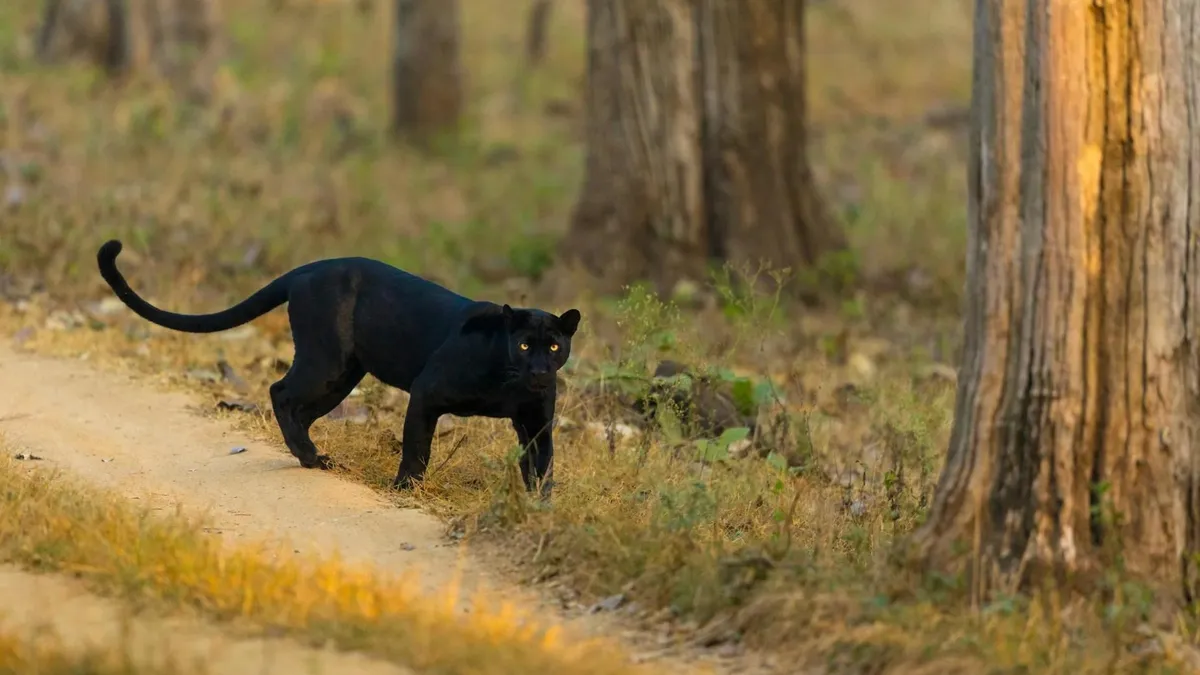 Panteră evadată provoacă panică în Bulgaria (sursa: Pexels/Bharath Kumar Venkatesh)