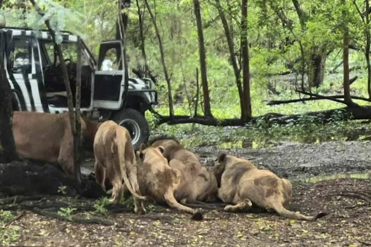 Ucis de lei în fața turiștilor (sursa: bangkokpost.com)