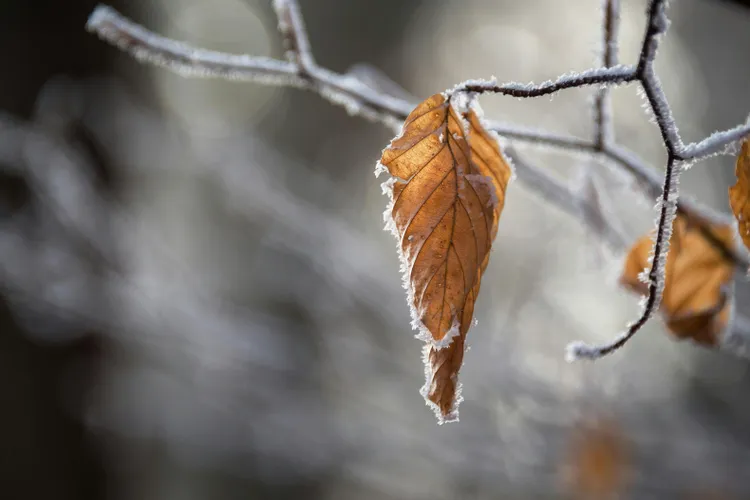 Schimbarea iernilor din România (sursa: Pexels/Krivec Ales)