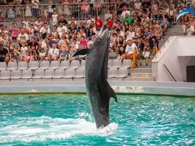 Delfinii, ca la pușcărie, sub PNL Foto: Delfinariul Constanța