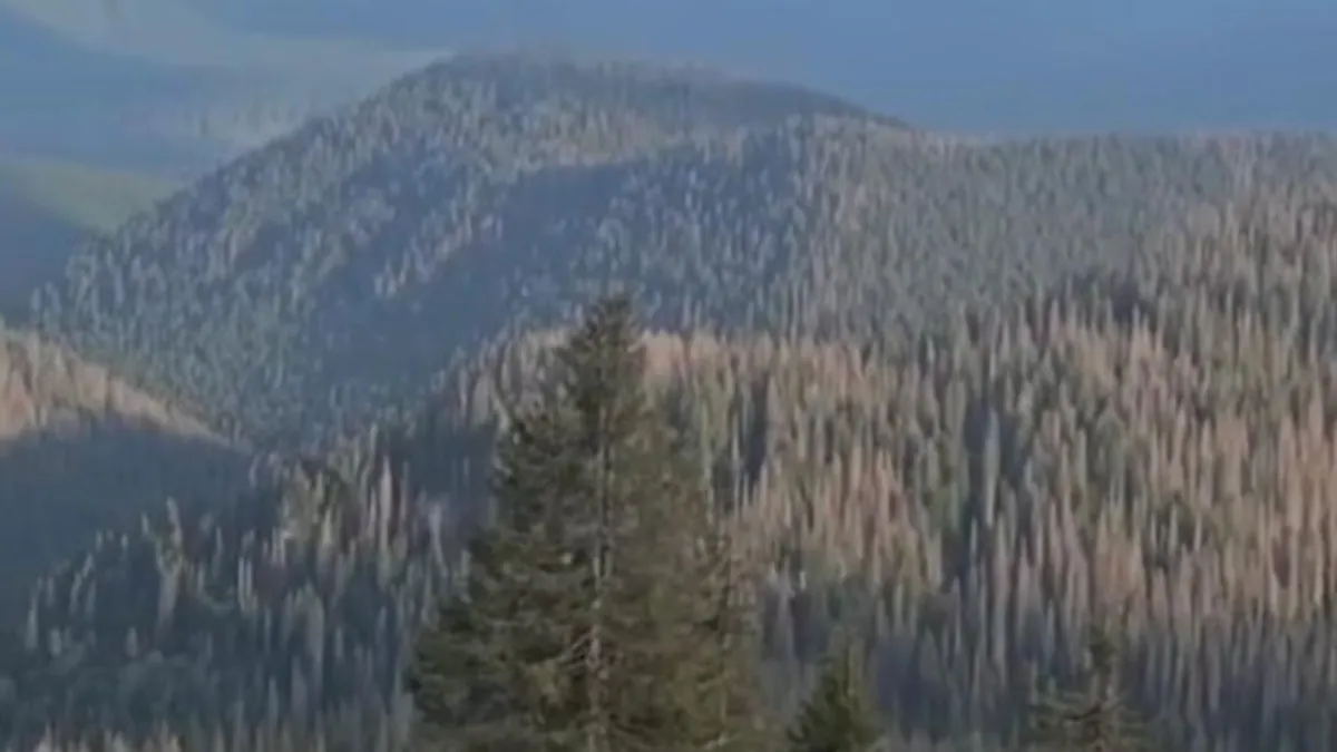 Gândacul de scoarță devastează pădurile României (sursa: Facebook/Abrudean Mircea)