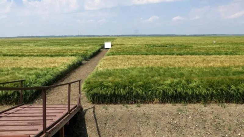 Războiul agricol dintre România și UE (sursa: ziaruldeiasi.ro)