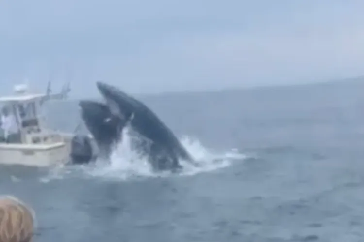 O balenă se năpustește peste o barcă de pescari, o răstoarnă și aruncă oamenii în apă Foto: captură video