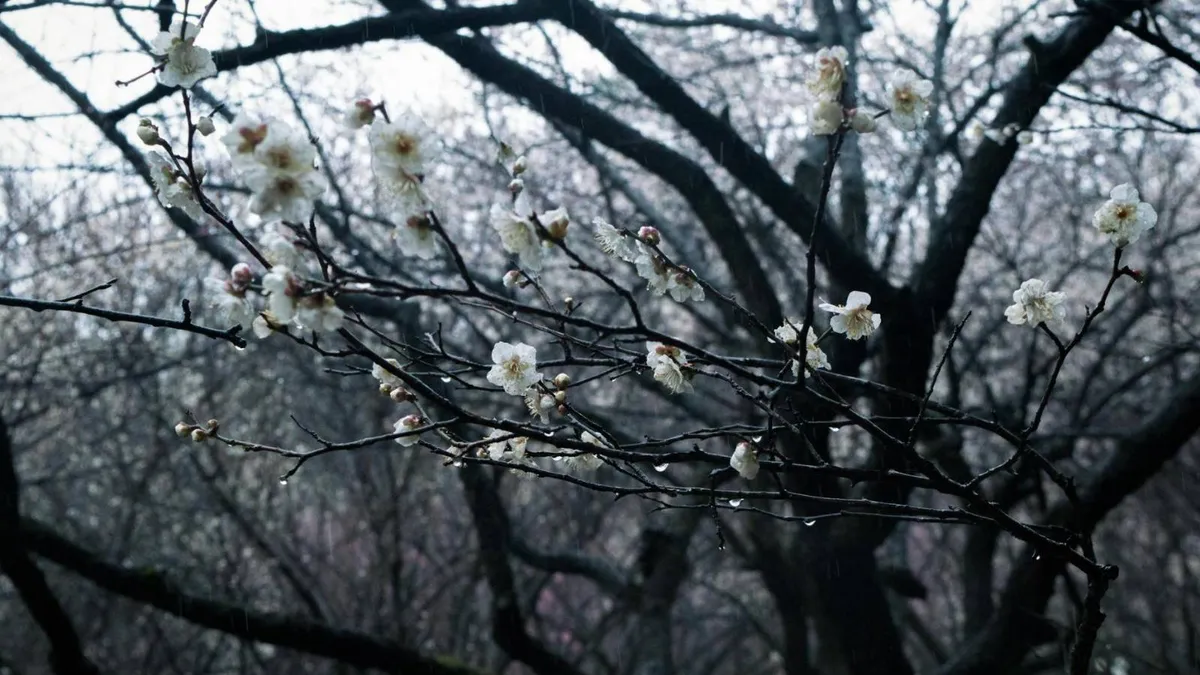 ANM anunță vreme instabilă în aprilie (sursa: Pexels/kuangkuang xia)