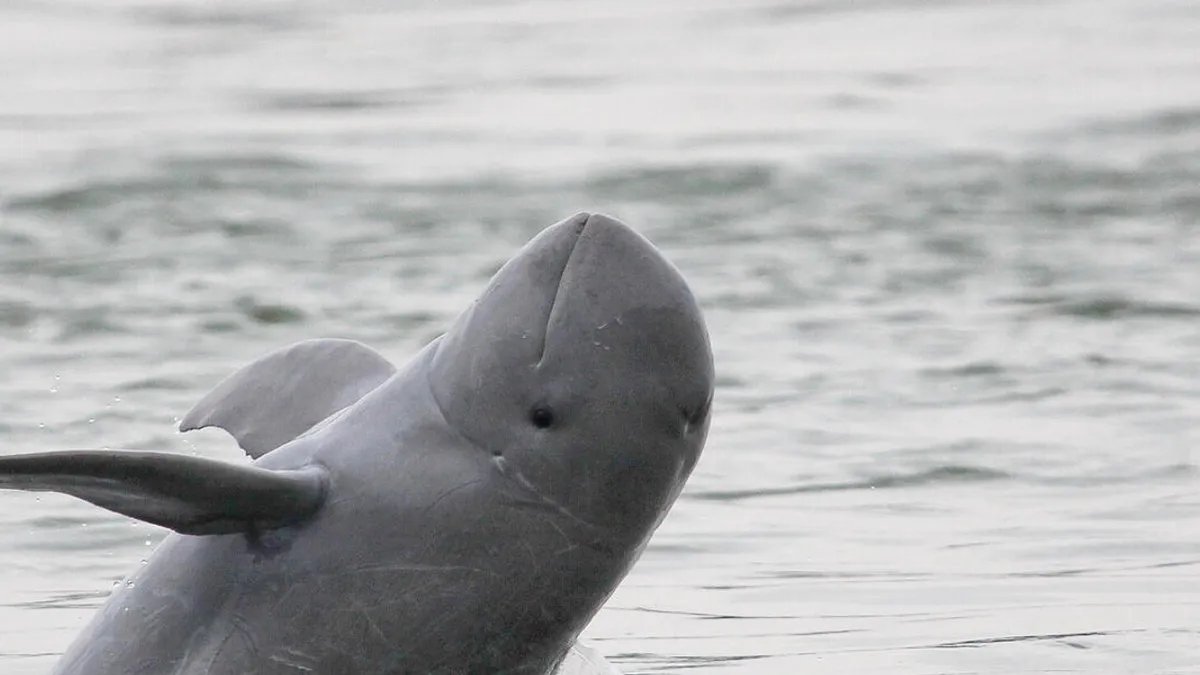Premierul abrogă o lege care proteja o specie de delfin Foto: WWF