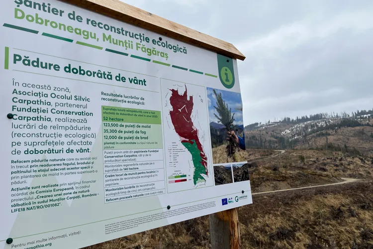 Refacere ecologică la Dobroneagu Foto: Conservation Carpathia