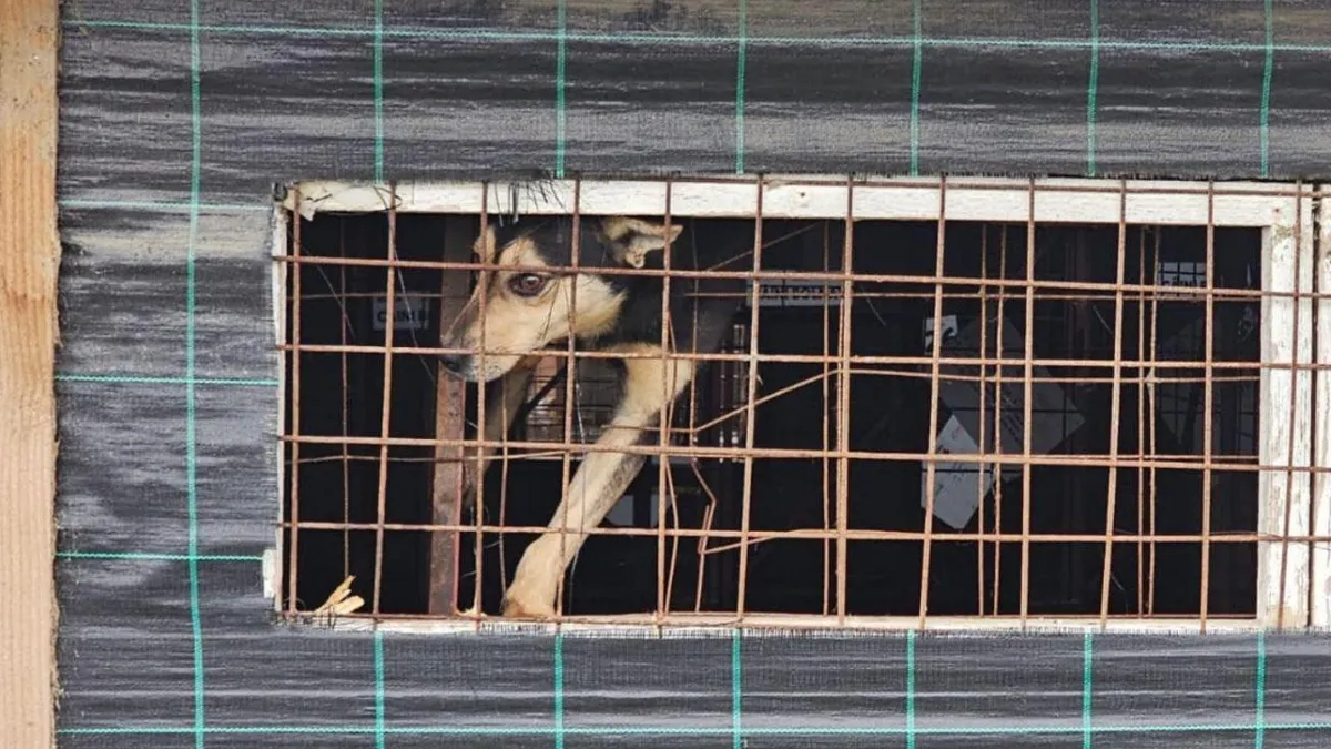 Lagărul câinilor de la Suraia, închis (sursa: Facebook/Kola Kariola)