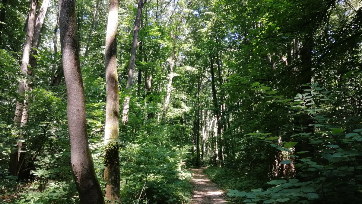 Pădurea Băneasa ar putea deveni arie protejată (sursa: parculnaturalbucuresti.ro)