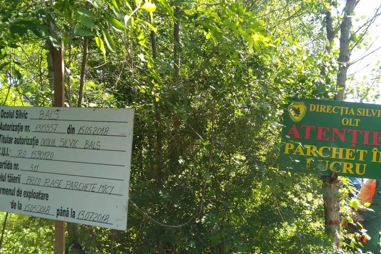 Seceta oprește recoltarea măceșelor în Olt (sursa: Facebook/Romsilva - Direcția Silvică Olt)