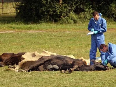 Posibil focar de antrax lângă Iași (sursa: ziaruldeiasi.ro)