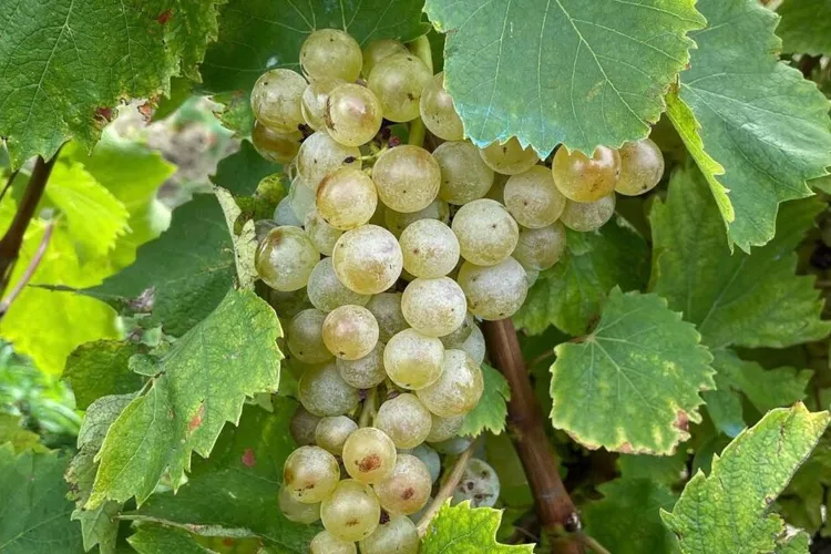 Cules frenetic de struguri în Moldova (sursa: ziaruldeiasi.ro)