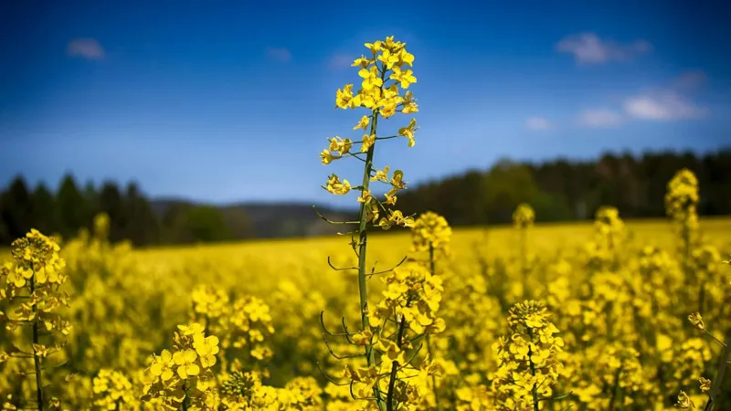 Fermierii încep să-și schimbă strategiile agricole (sursa: Pexels/Tim)