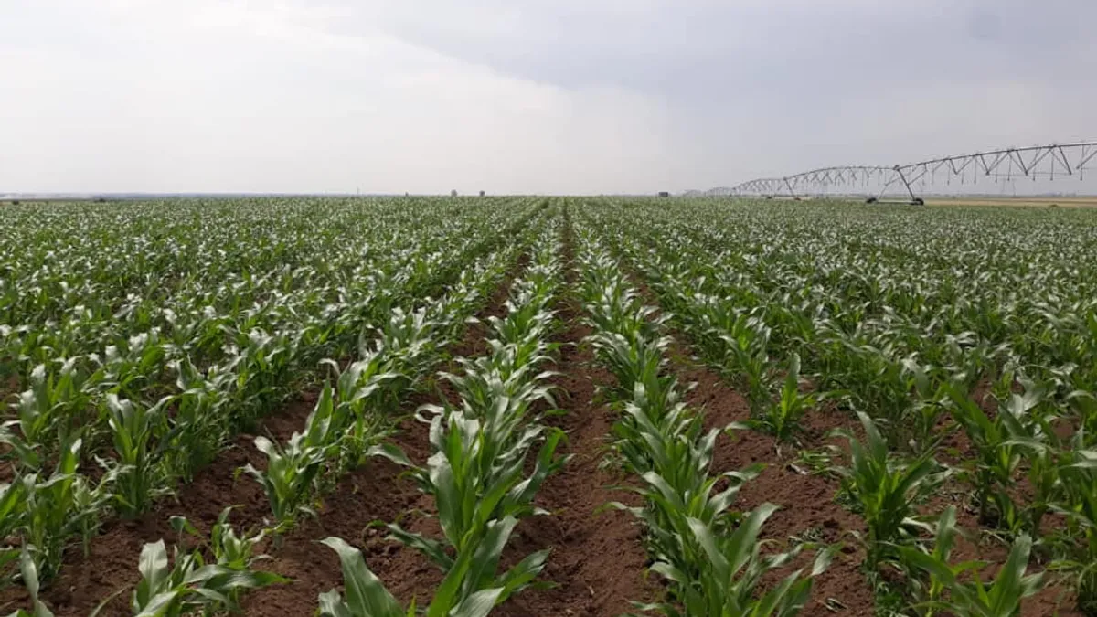 Ploile ar putea aduce recolte record Foto: Comcereal Vrancea