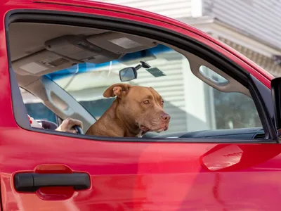 Pasageri care latră și miaună: cât costă să îți trimiți câinele sau pisica la veterinar ori în străinătate cu taxiul