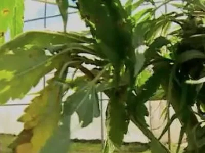 Cinci ani de închisoare pentru o plantație de cannabis (sursa: ziaruldeiasi.ro)