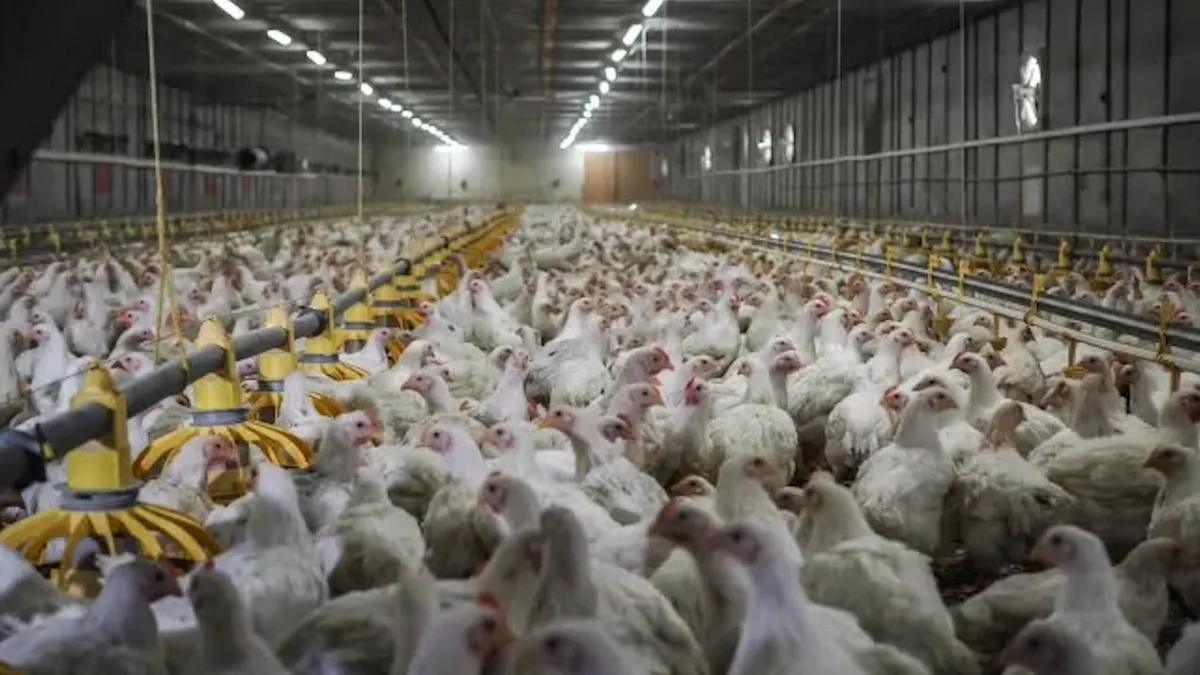 România, țara cu condițiile cele mai proaste din UE pentru creșterea puilor pentru fast-food (sursa: humaneworld.org)