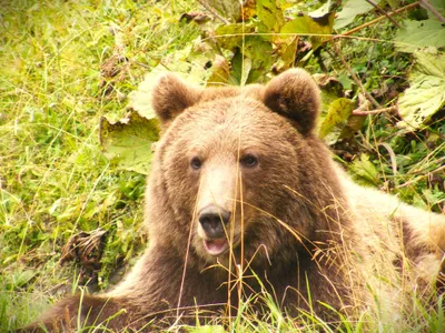 54 de urși vor fi împușcați (sursa: Facebook/Regia Nationala a Padurilor - Romsilva)