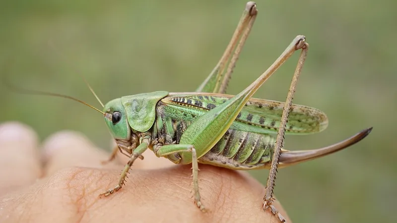 Greierele de casă, aprobat pentru consum Foto: wikipedia