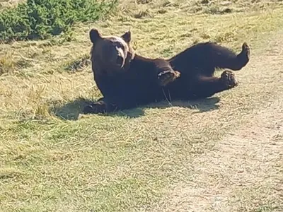 Nimeni nu-l iubește pe ursul Rambo, deși acesta pare că se bucură de pădure Foto: Facebook 