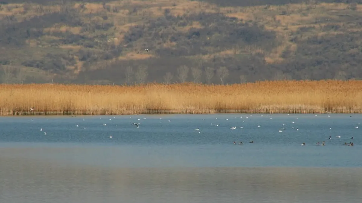 Delta Moldovei caută un logo (sursa: ziaruldeiasi.ro)
