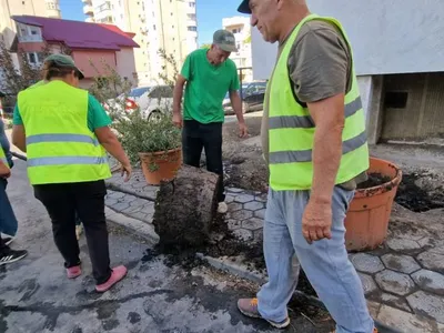 Strănepoții teiului lui Eminescu, poluați mortal (sursa: ziaruldeiasi.ro)
