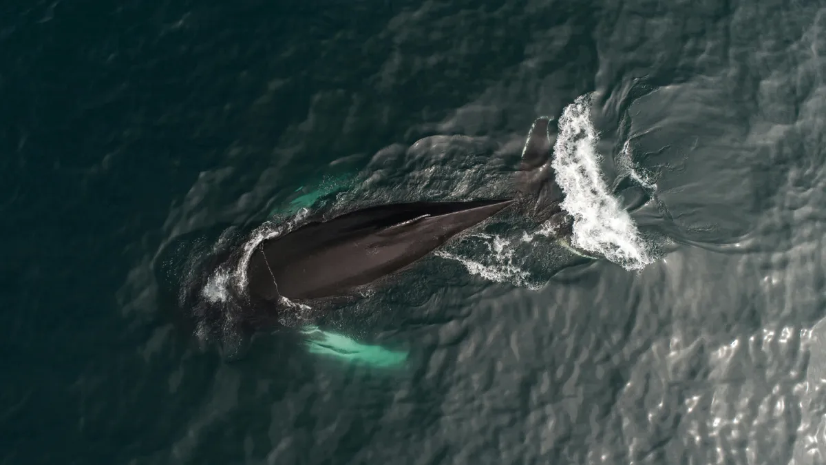 Balena Timmy a eșuat din nou (sursa: Pexels/ArtHouse Studio)