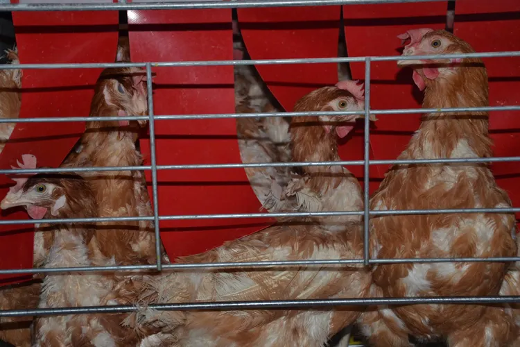 O găină din trei din UE trăiește toată viața într-o cușcă (sursa: humaneworld.org)
