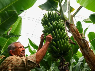 Rusia pregătește producția internă de banane (sursa: TASS)