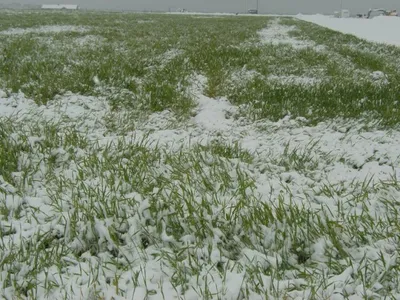 Zăpada de aprilie, bună pentru agricultură (sursa: ziaruldeiasi.ro)