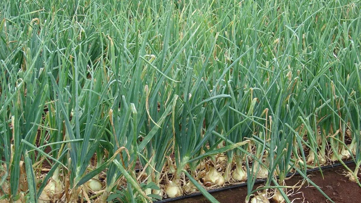 Se fură până și subvenția la usturoi Foto: Lumea Satului