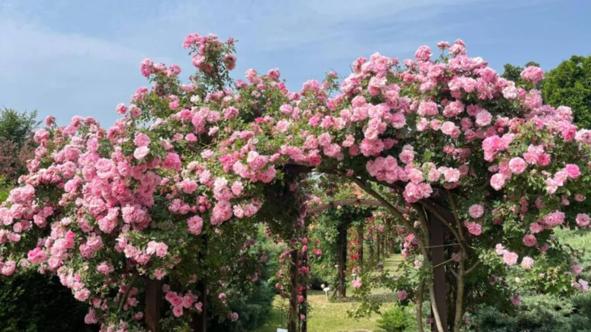 Rosariumul din Iași, unic în România (sursa: ziaruldeiasi.ro)