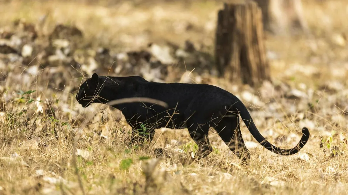 Pantera neagră din Bulgaria, în România (sursa: Pexels/Jijo Varghese)
