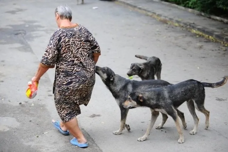 Maidanezii, încă pericol public în România (sursa: ziaruldeiasi.ro)