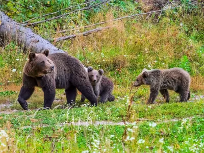 În România sunt 10-12.000 de urși, susține ministrul Mediului Foto: Facebook Observatorul de ursi