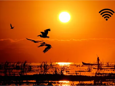 În Delta Dunării este în plină implementare un proiect amplu care vizează ca toate satele din această regiune a României să aibă acces la internet de mare viteză prin fibră optică (sursa: canva.com)