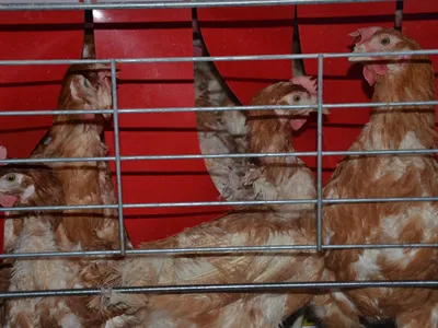 O găină din trei din UE trăiește toată viața într-o cușcă (sursa: humaneworld.org)