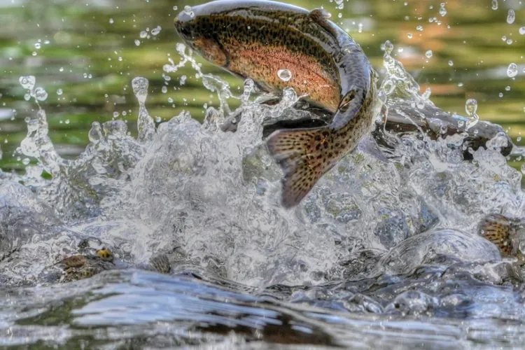 Consumul unui peşte echivalează cu a bea apă contaminată Foto: ewg.org