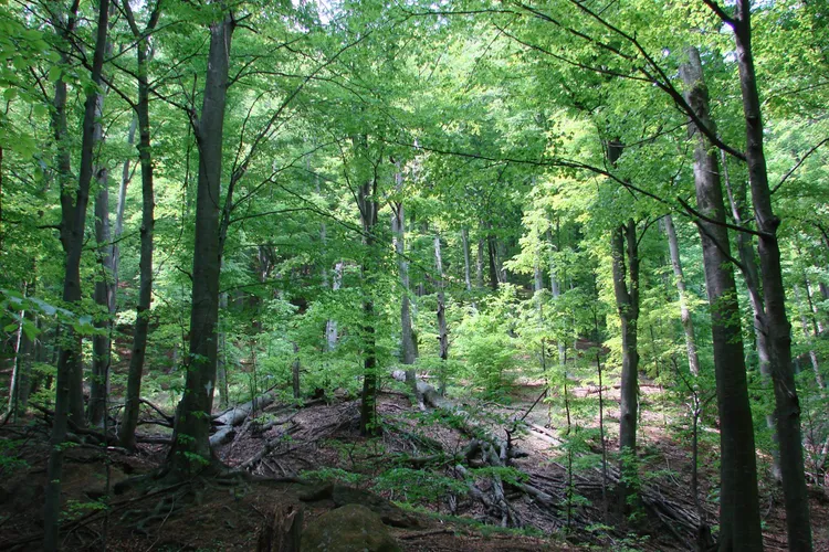 Prime de 10 milioane de euro la Romsilva Foto: Romsilva