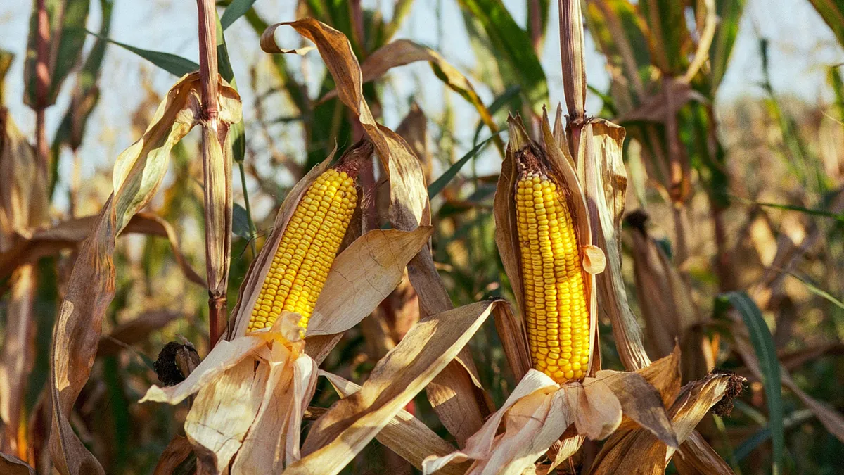 Producție bună de porumb în Moldova (sursa: Pexels/Balázs Benjamin)