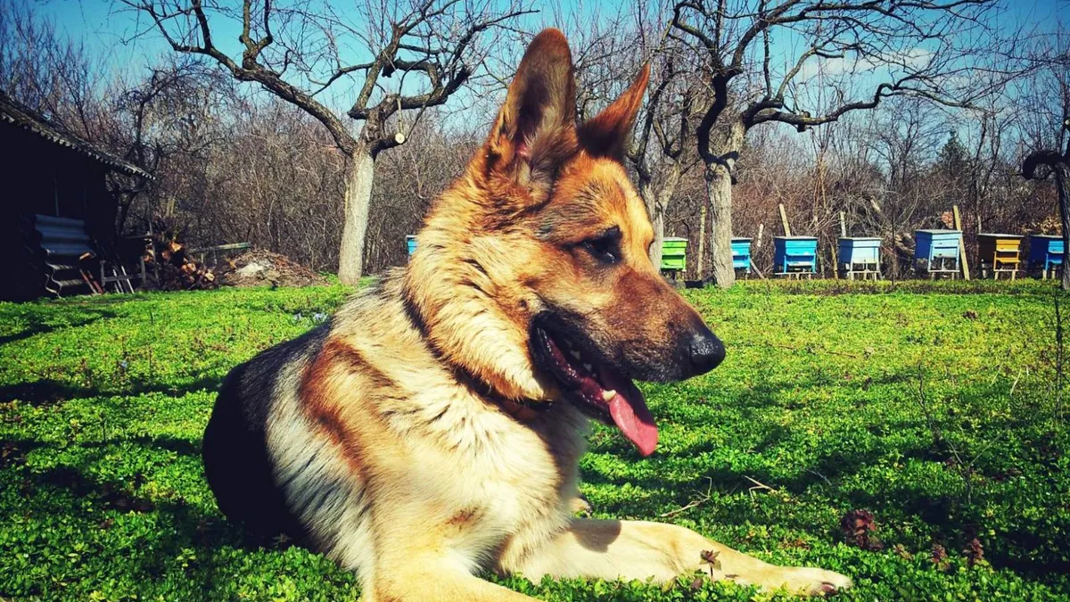 Primăvară caldă până la mijlocul lunii martie (sursa: Pexels/Vladislav Tsankov)