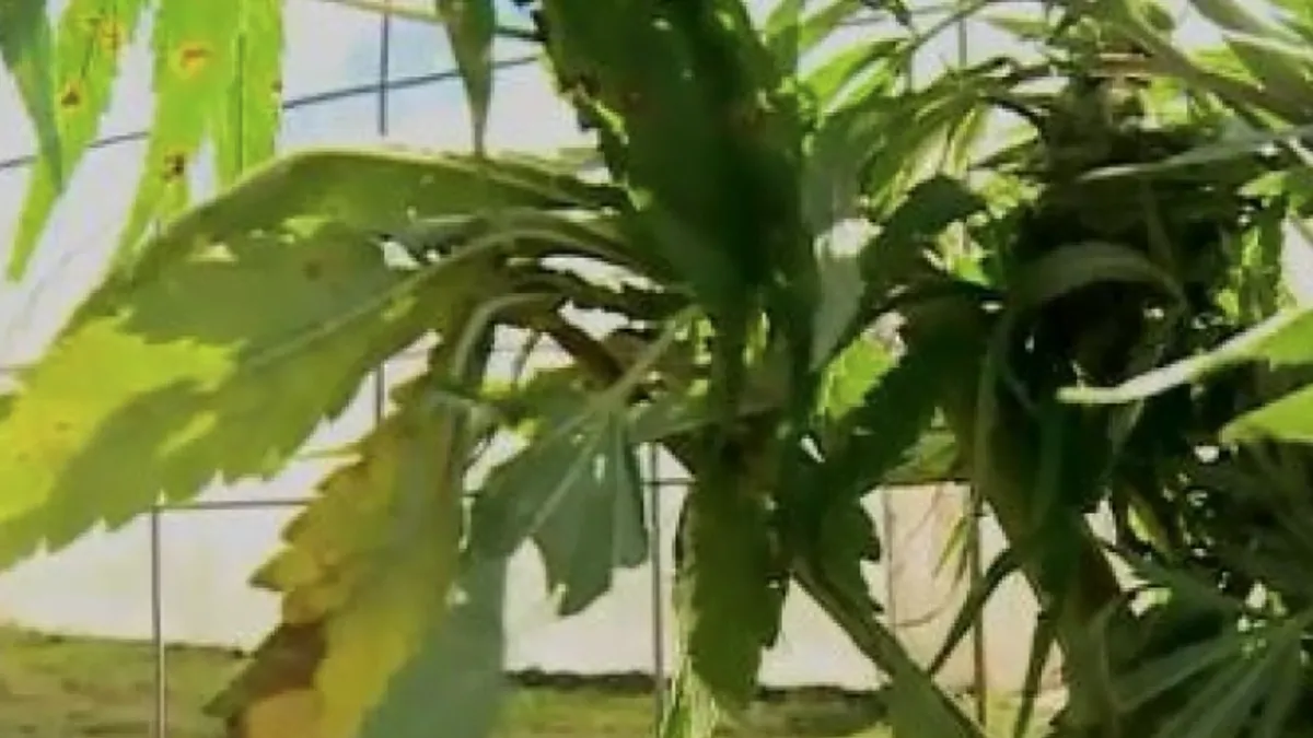 Cinci ani de închisoare pentru o plantație de cannabis (sursa: ziaruldeiasi.ro)