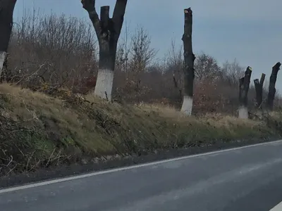 Peste 1.000 de arbori tăiați la Iași (sursa: ziaruldeiasi.ro)