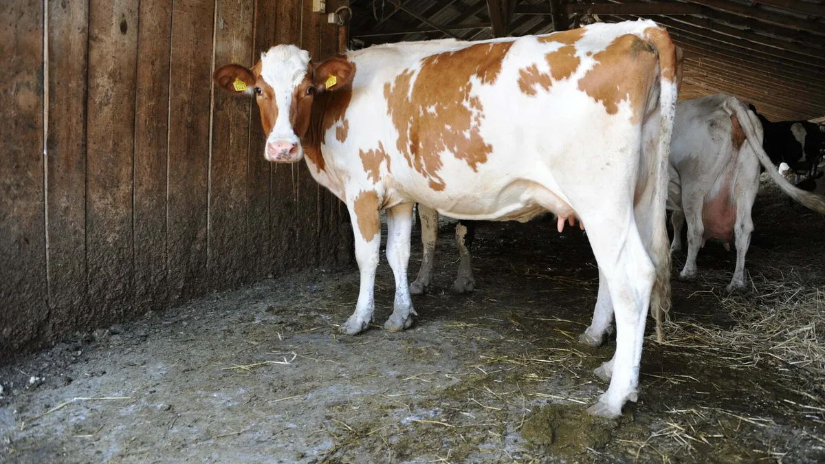 Prima dată în România, sprijinul de ''bunăstare pentru taurine'' Foto: Ministerul Agriculturii