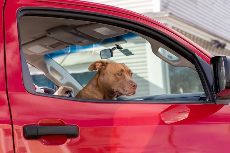 Pasageri care latră și miaună: cât costă să îți trimiți câinele sau pisica la veterinar ori în străinătate cu taxiul