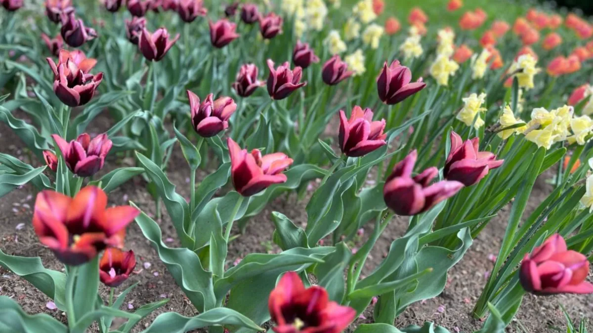 Lanuri de lalele în Grădina Botanică din Iași (sursa: ziaruldeiasi.ro)