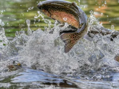 Consumul unui peşte echivalează cu a bea apă contaminată Foto: ewg.org